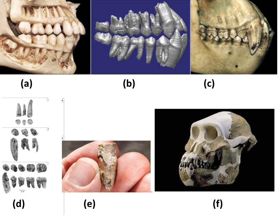 Spearthrower_Teeth_Comparisons.png