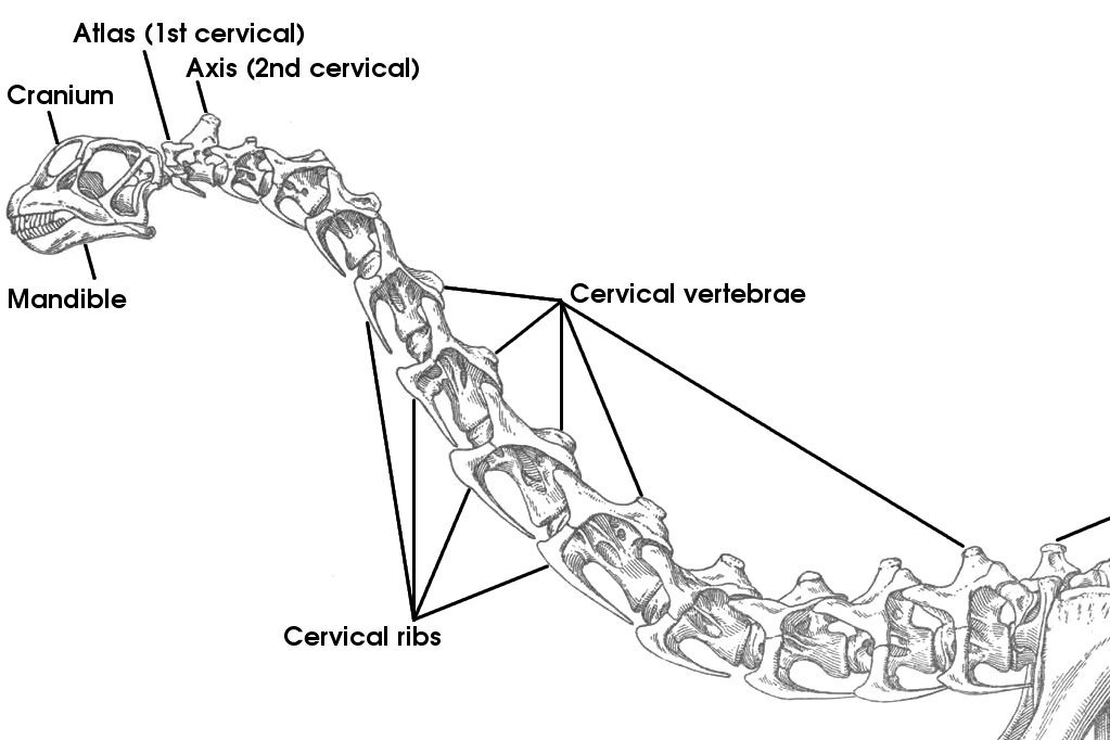 Sauropod Cervical Vertebrae.png
