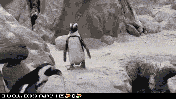 penguin bœmp.gif